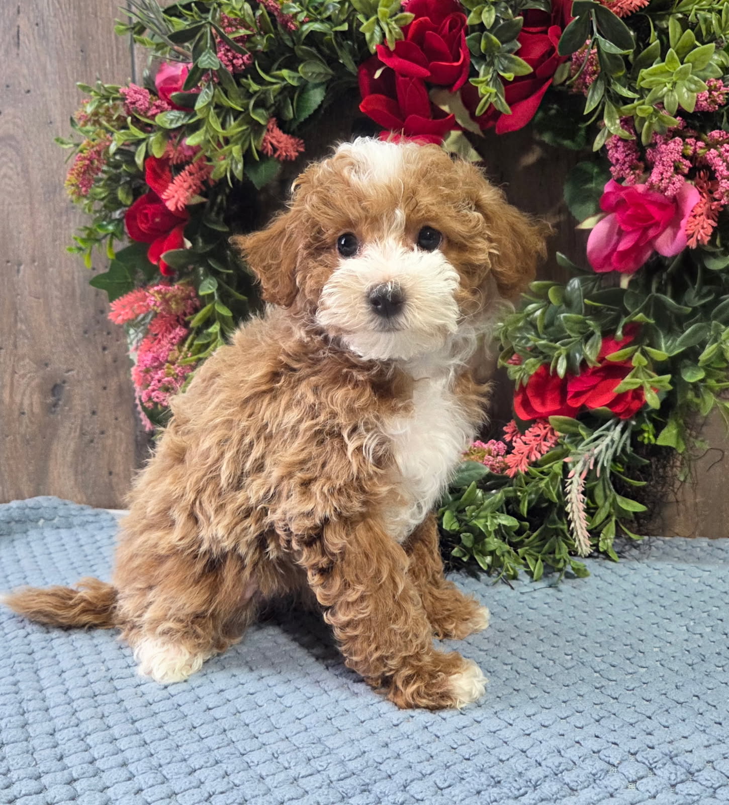 123_1 Martini (Havapoo)