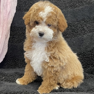 puppies for sale in boca raton