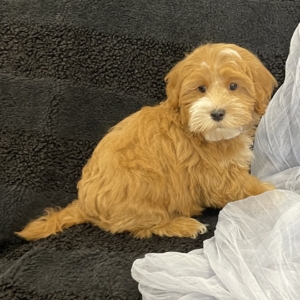 puppies for sale in boca raton