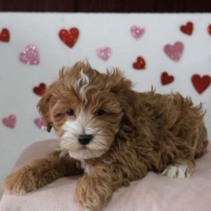 puppies for sale in boca raton