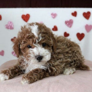 puppies for sale in boca raton