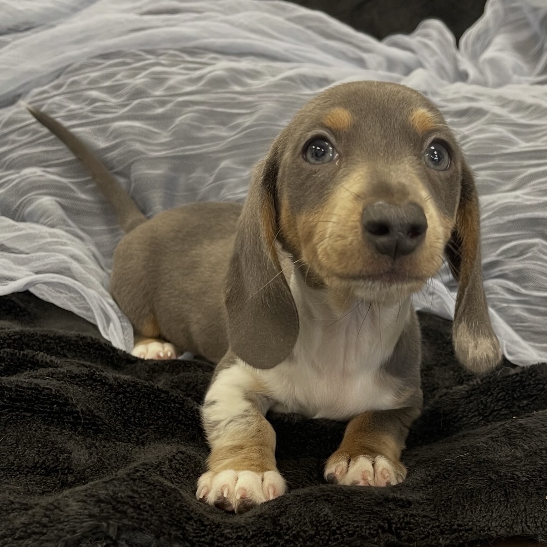 2DCC7975-ED39-46DD-872F-2CC9B846BF7C Noodle (Mini Dachshund) - Image 3