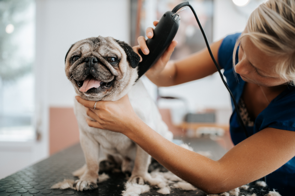 Professional Groomer Near Parkland