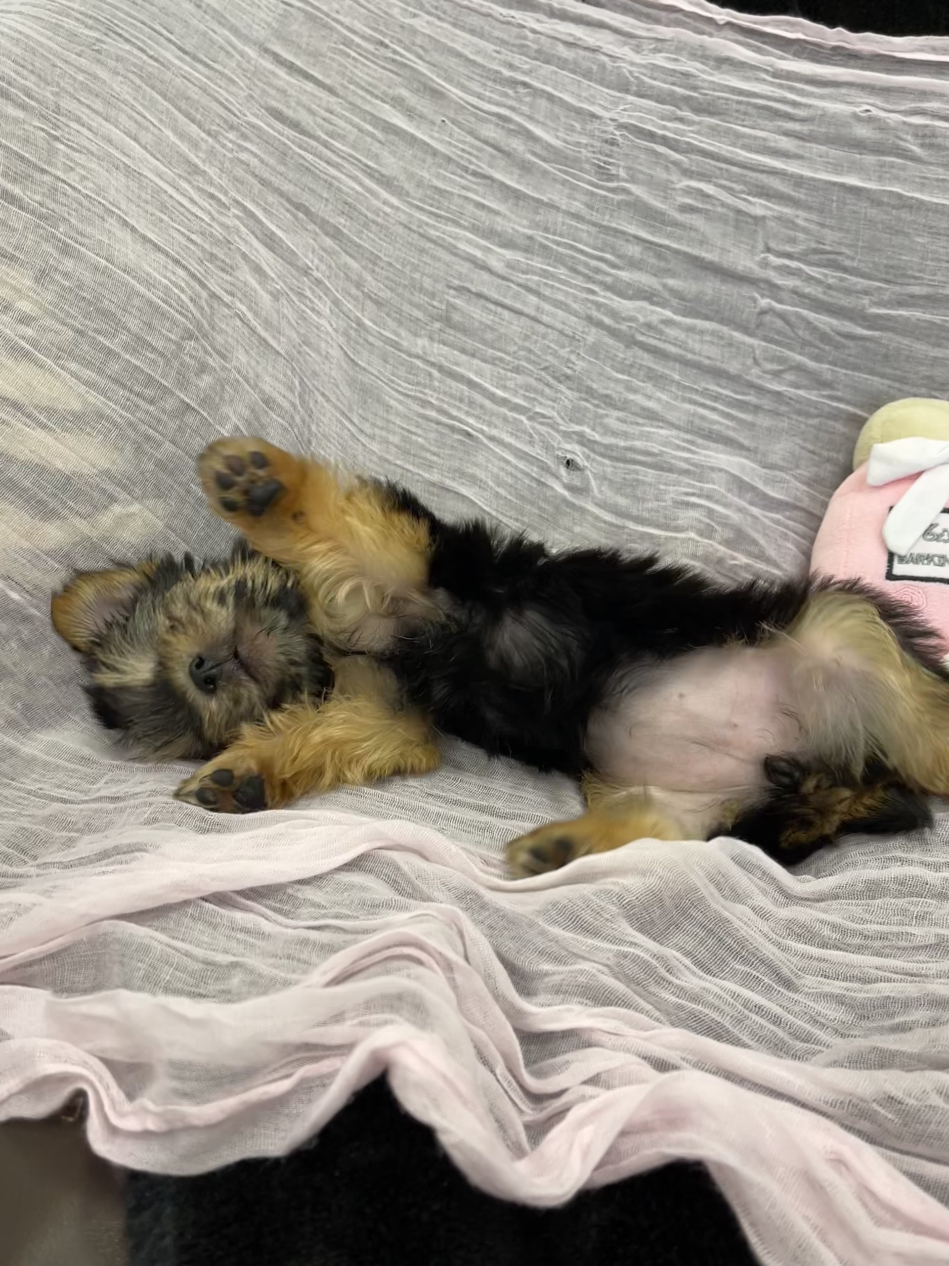 FullSizeRender Barbie (Yorkie) - Image 6