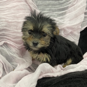 puppies for sale in boca raton