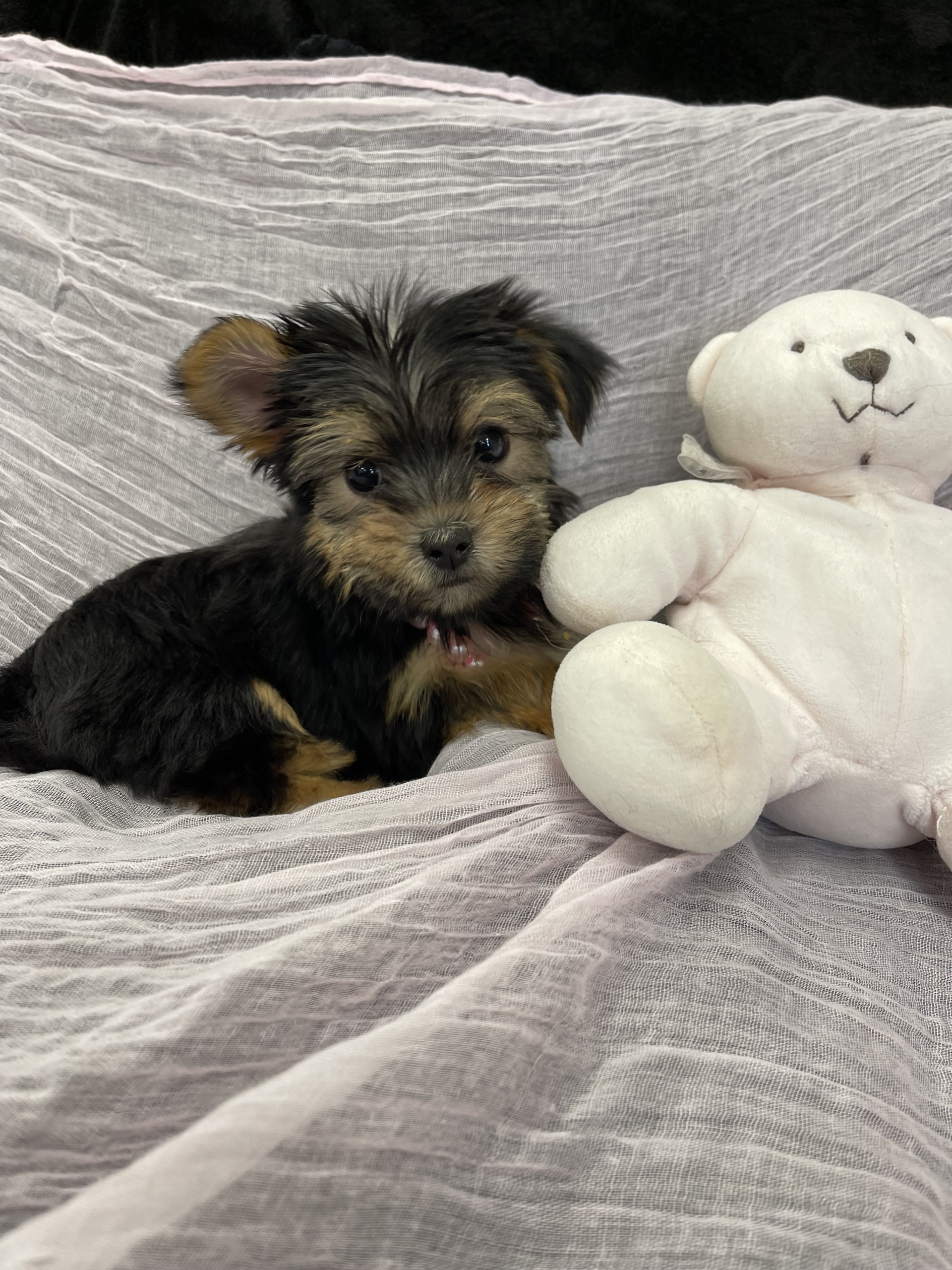 IMG_1654 Barbie (Yorkie) - Image 5