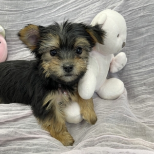 puppies for sale in boca raton