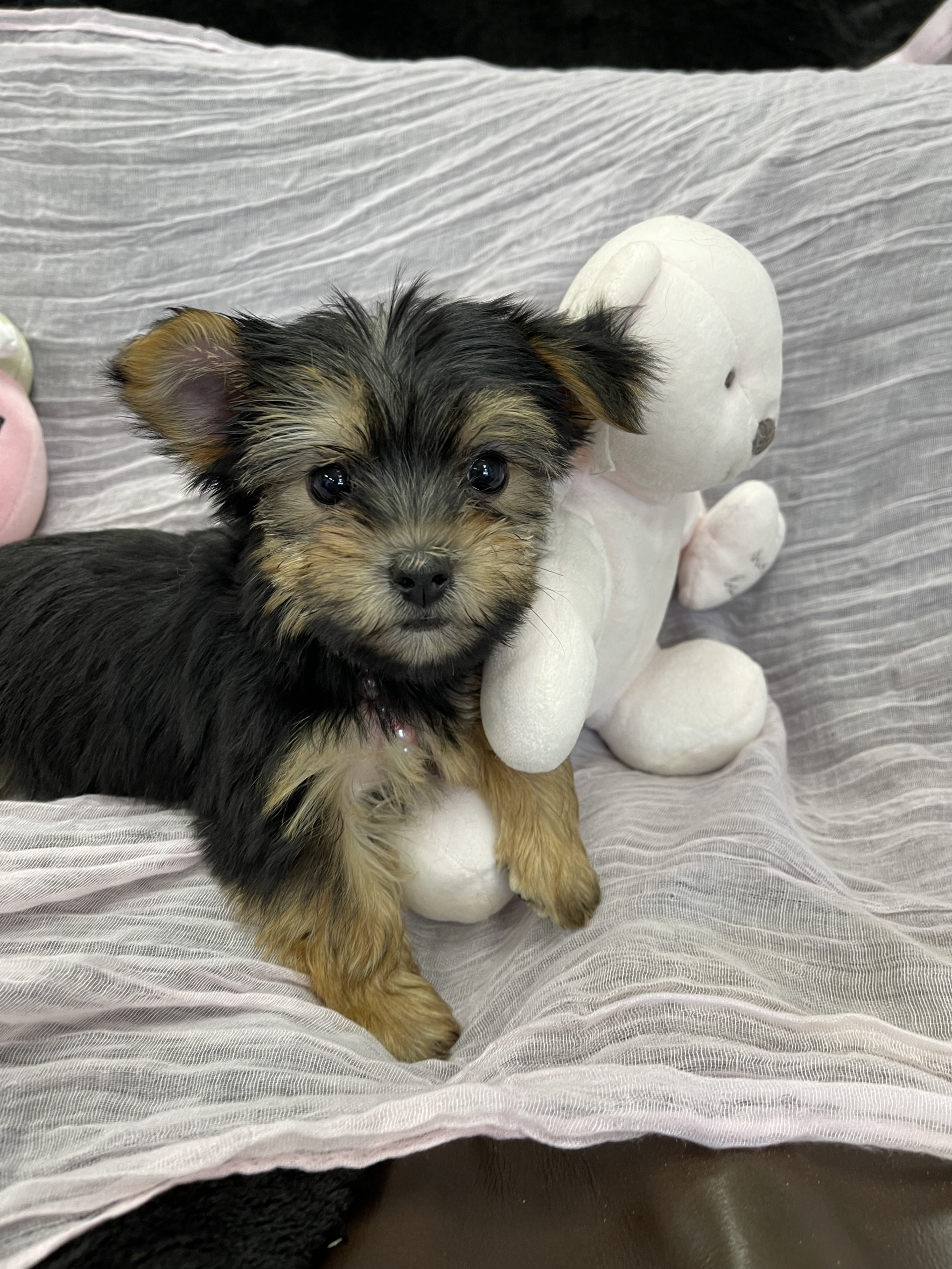 IMG_1658 Barbie (Yorkie)