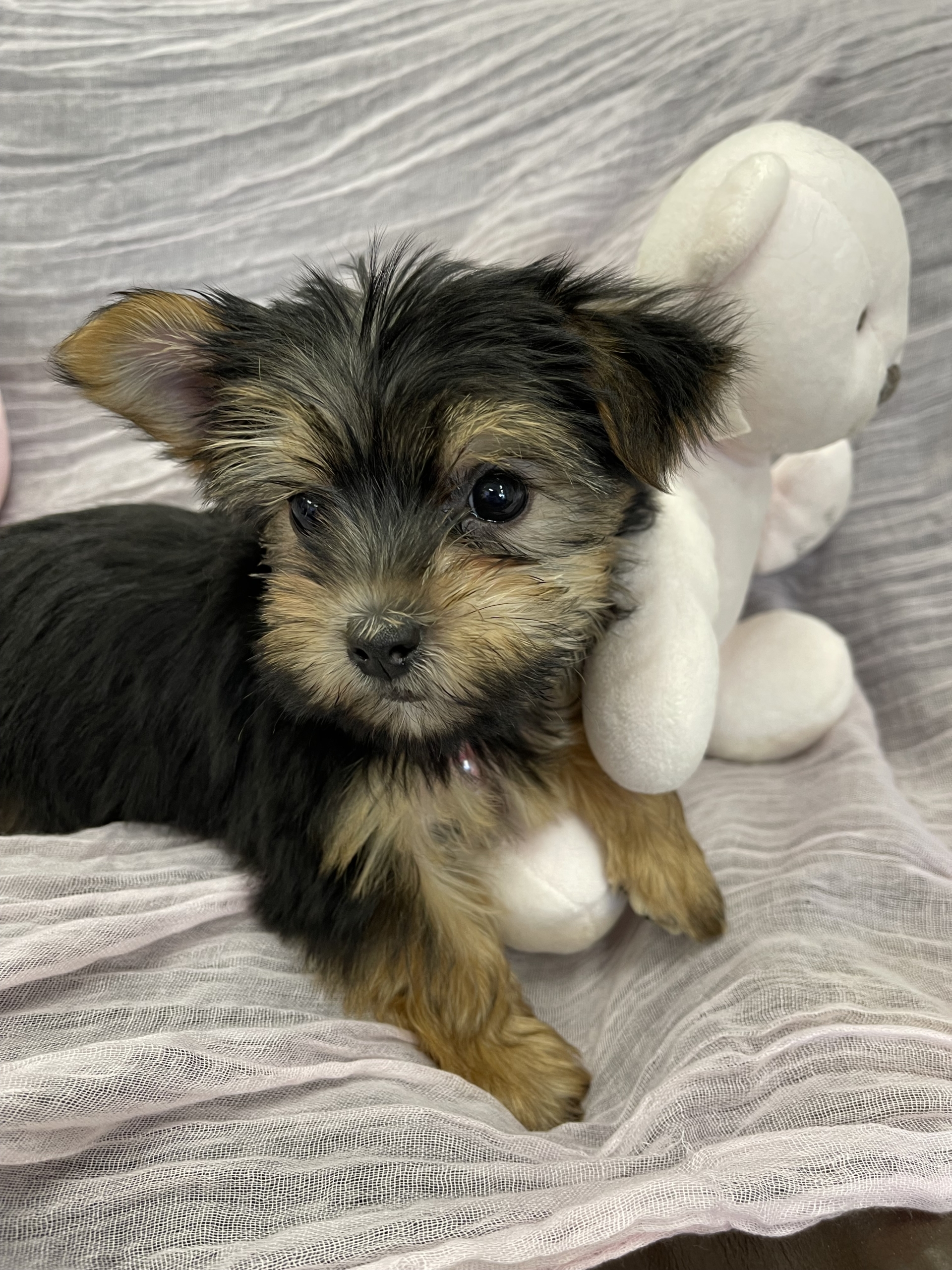 IMG_1659 Barbie (Yorkie) - Image 4