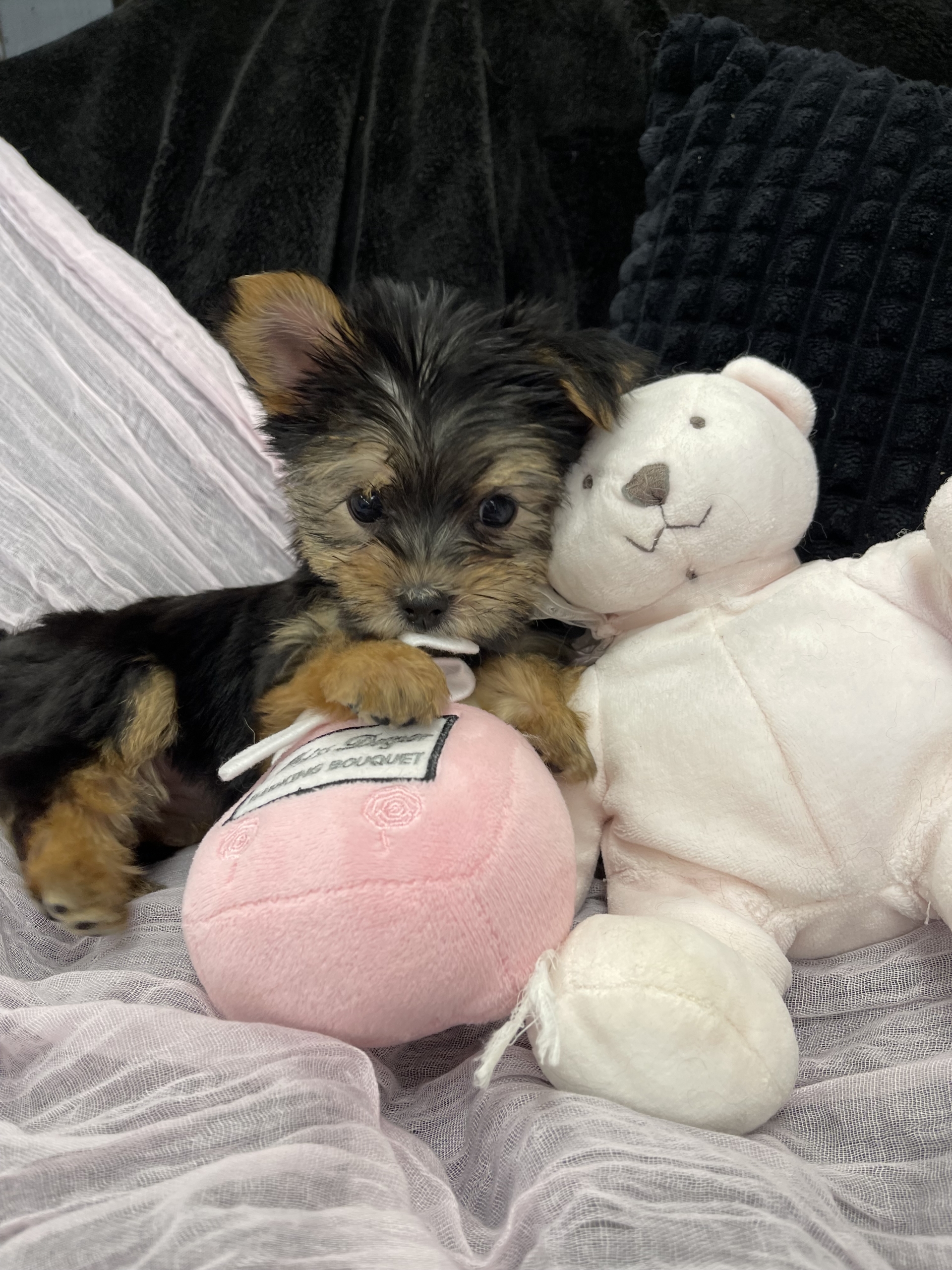 IMG_1668 Barbie (Yorkie) - Image 7