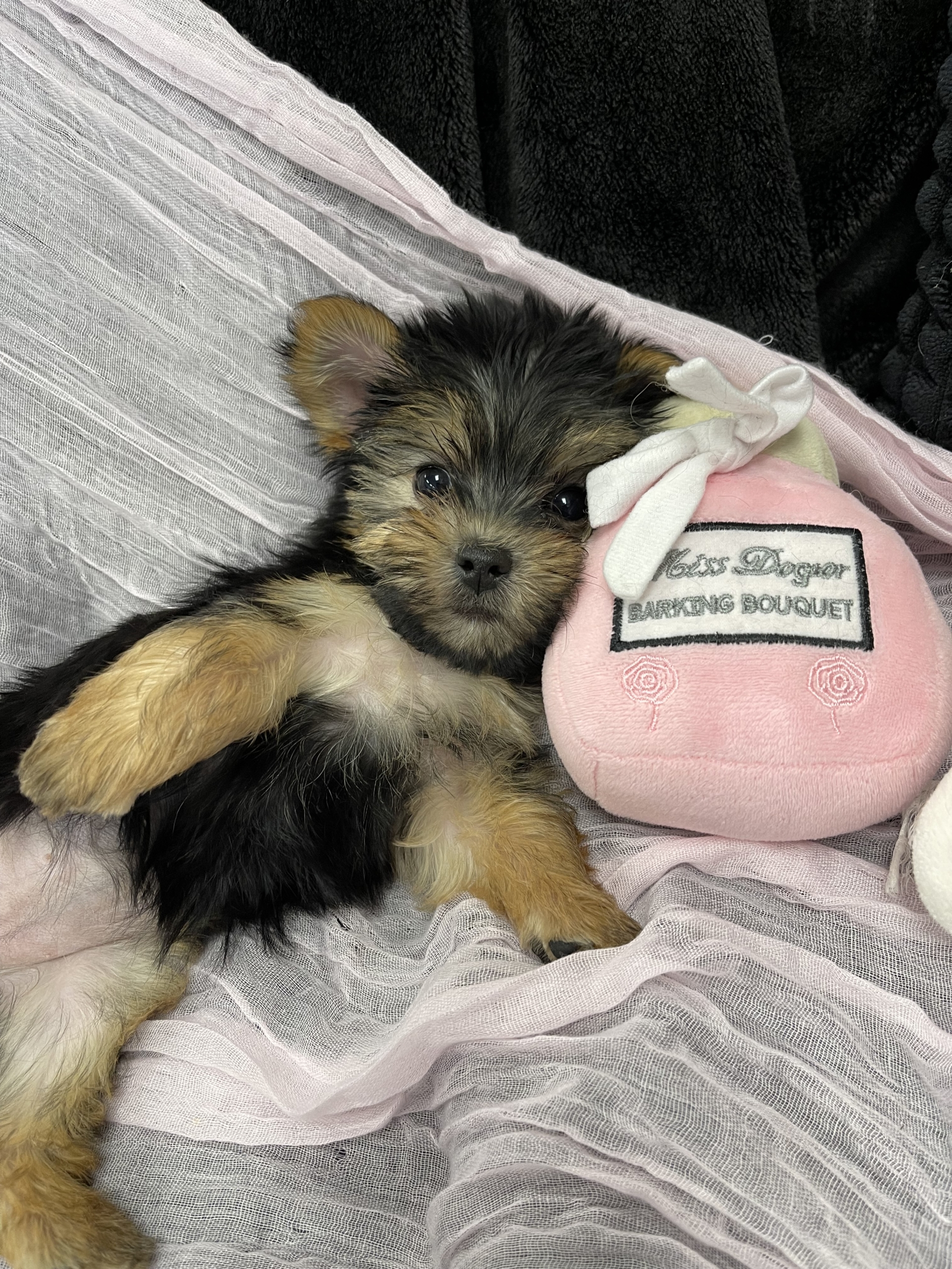 IMG_1676 Barbie (Yorkie) - Image 3