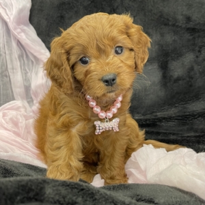puppies for sale in boca raton