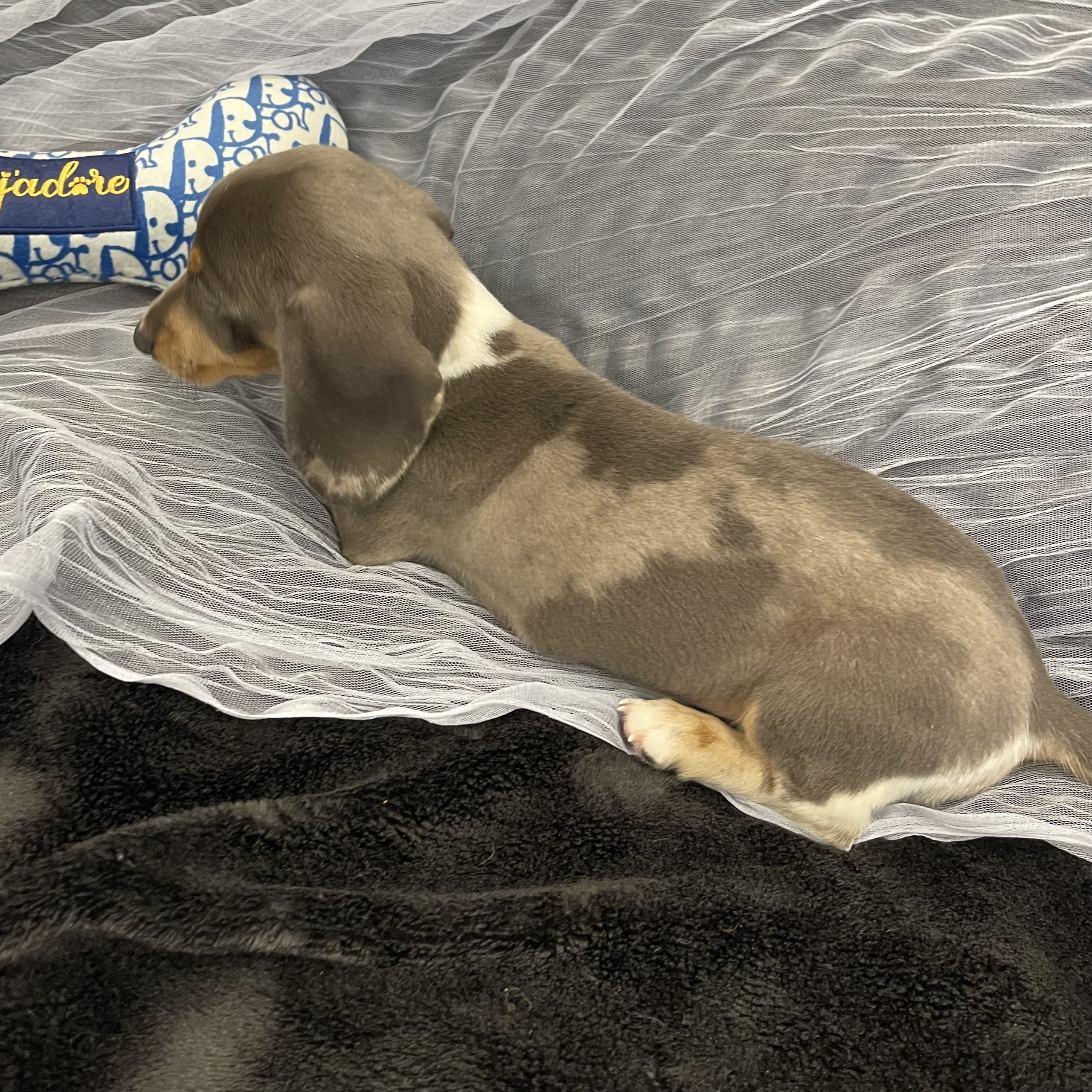 IMG_1840 Noodle (Mini Dachshund) - Image 4