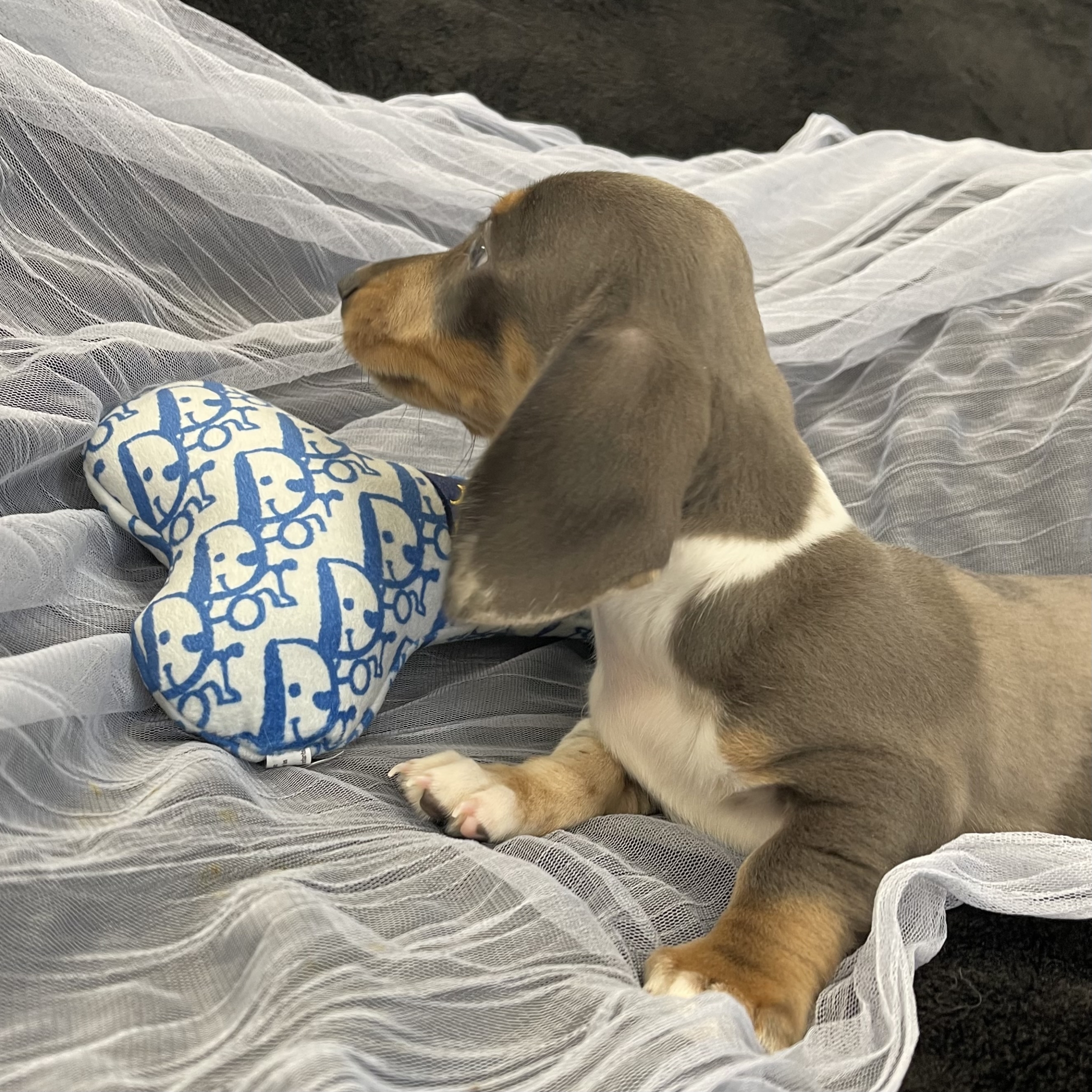 IMG_1843 Noodle (Mini Dachshund) - Image 2