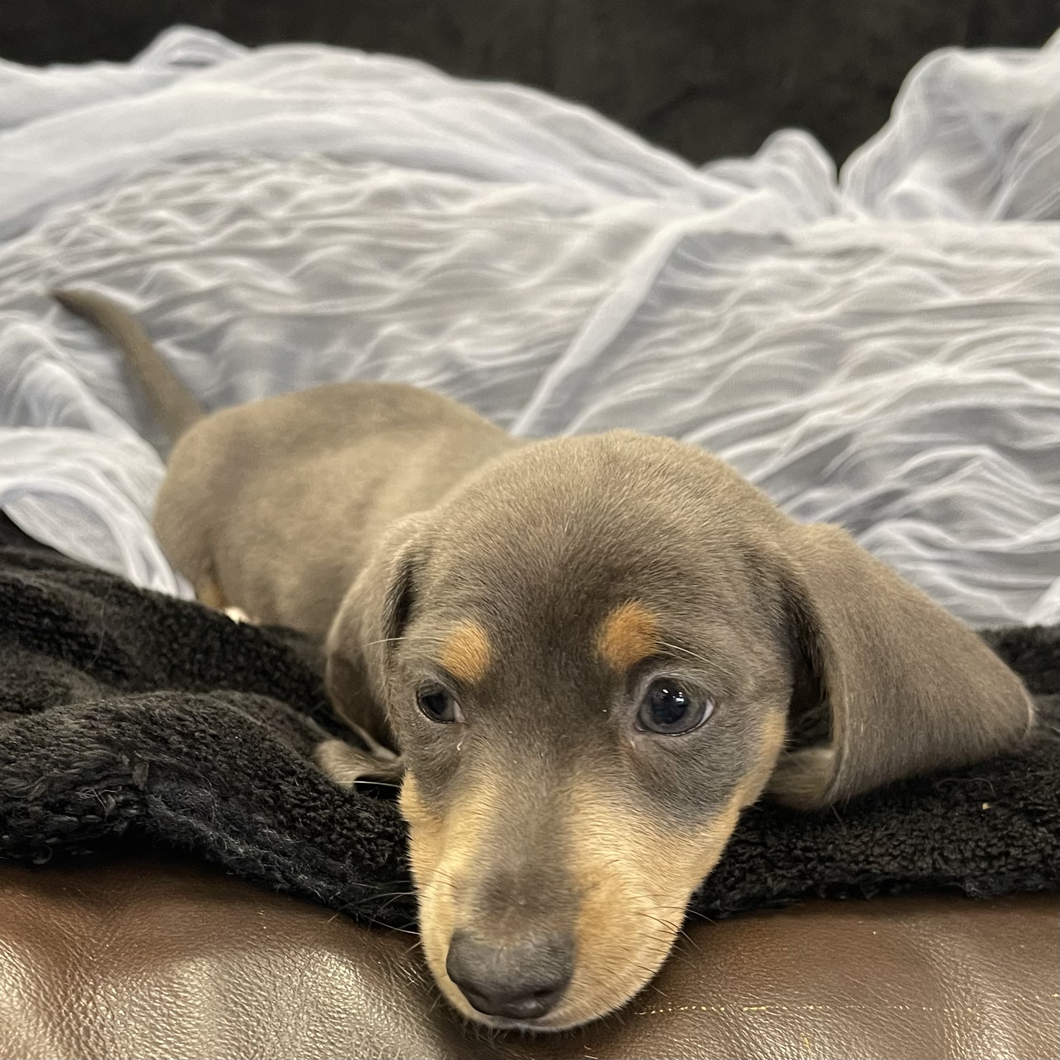 IMG_1866 Noodle (Mini Dachshund) - Image 10