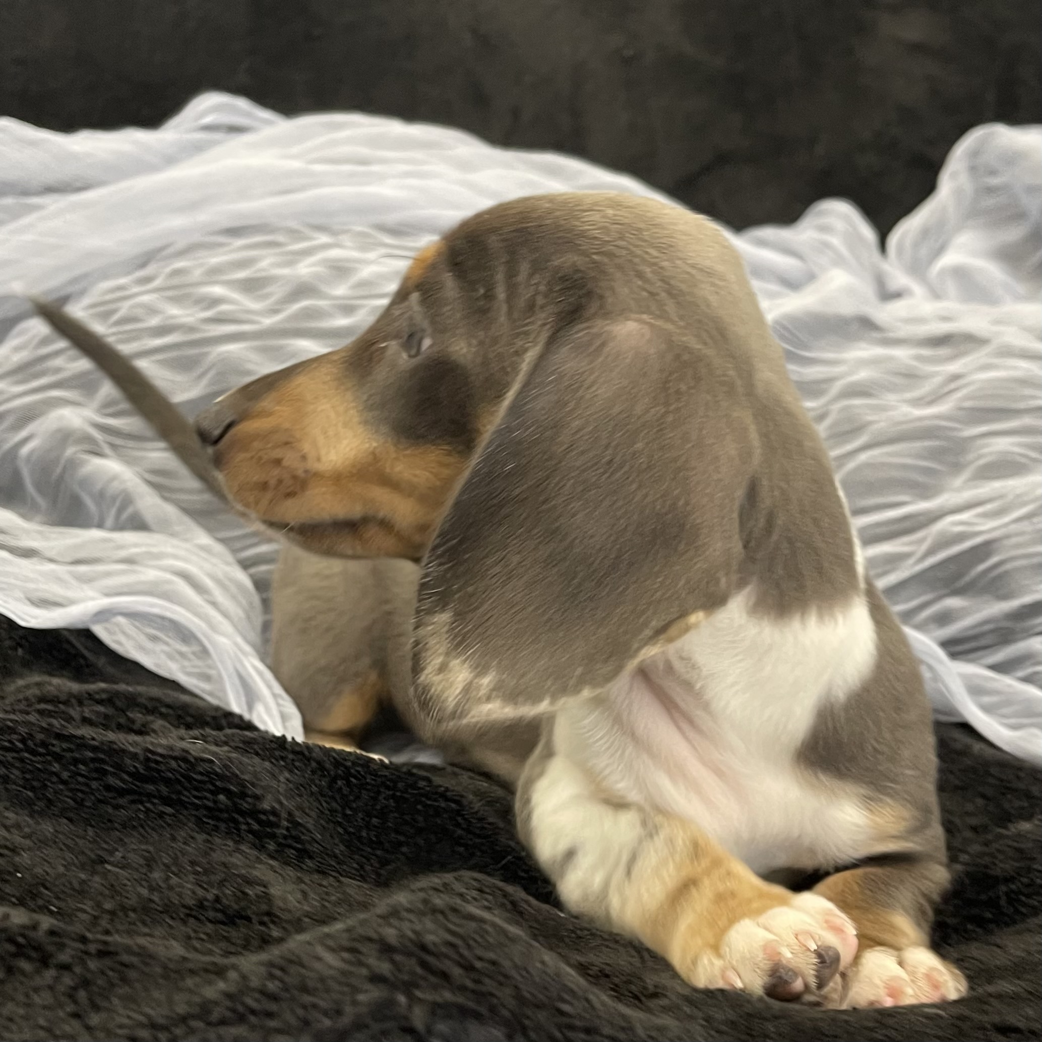 IMG_1867 Noodle (Mini Dachshund) - Image 9