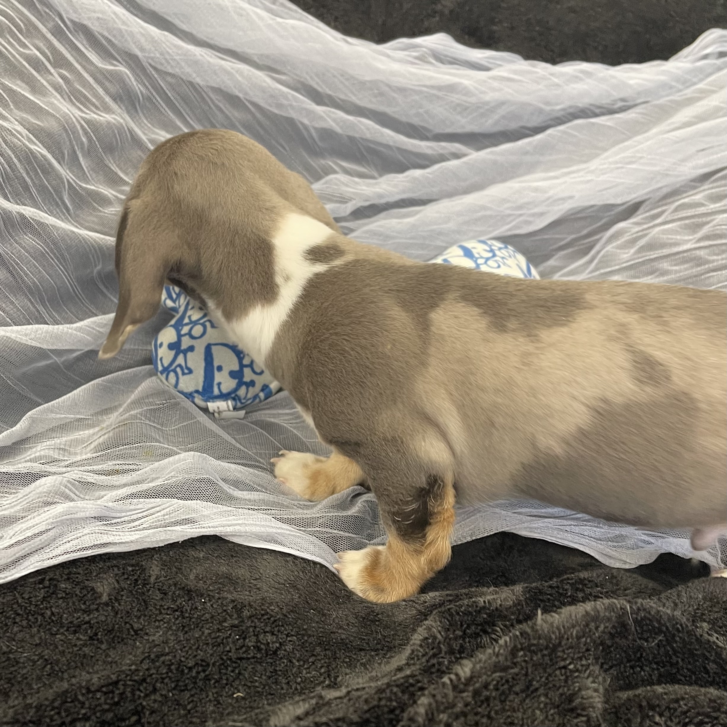 IMG_1868 Noodle (Mini Dachshund) - Image 5