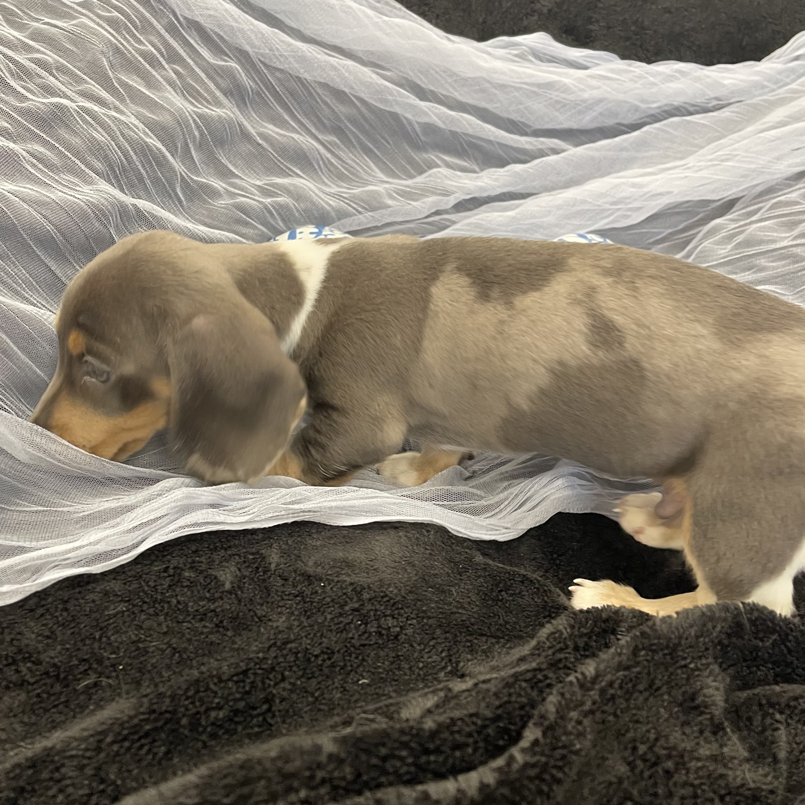 IMG_1869 Noodle (Mini Dachshund) - Image 6