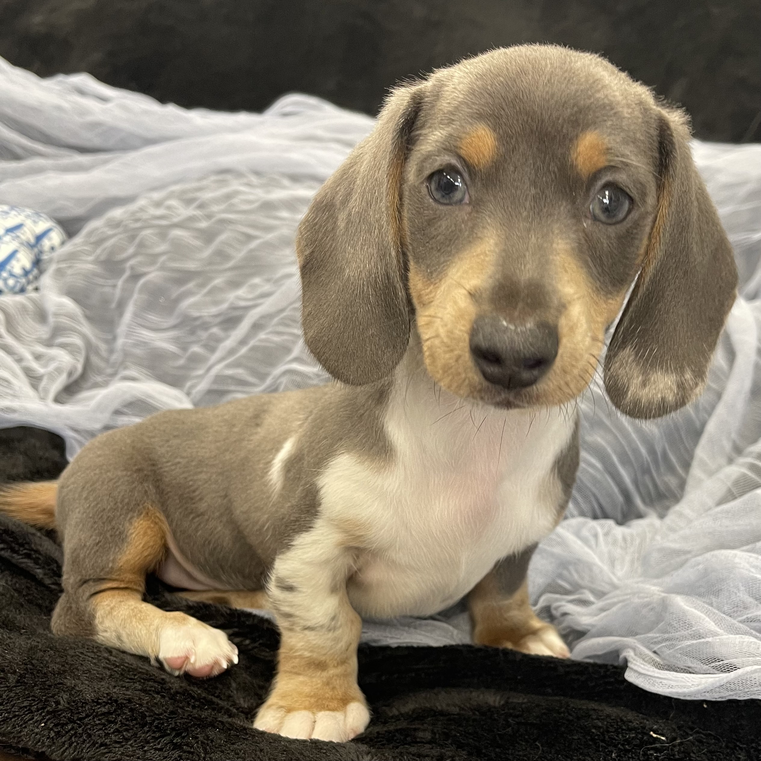 IMG_1877 Noodle (Mini Dachshund)