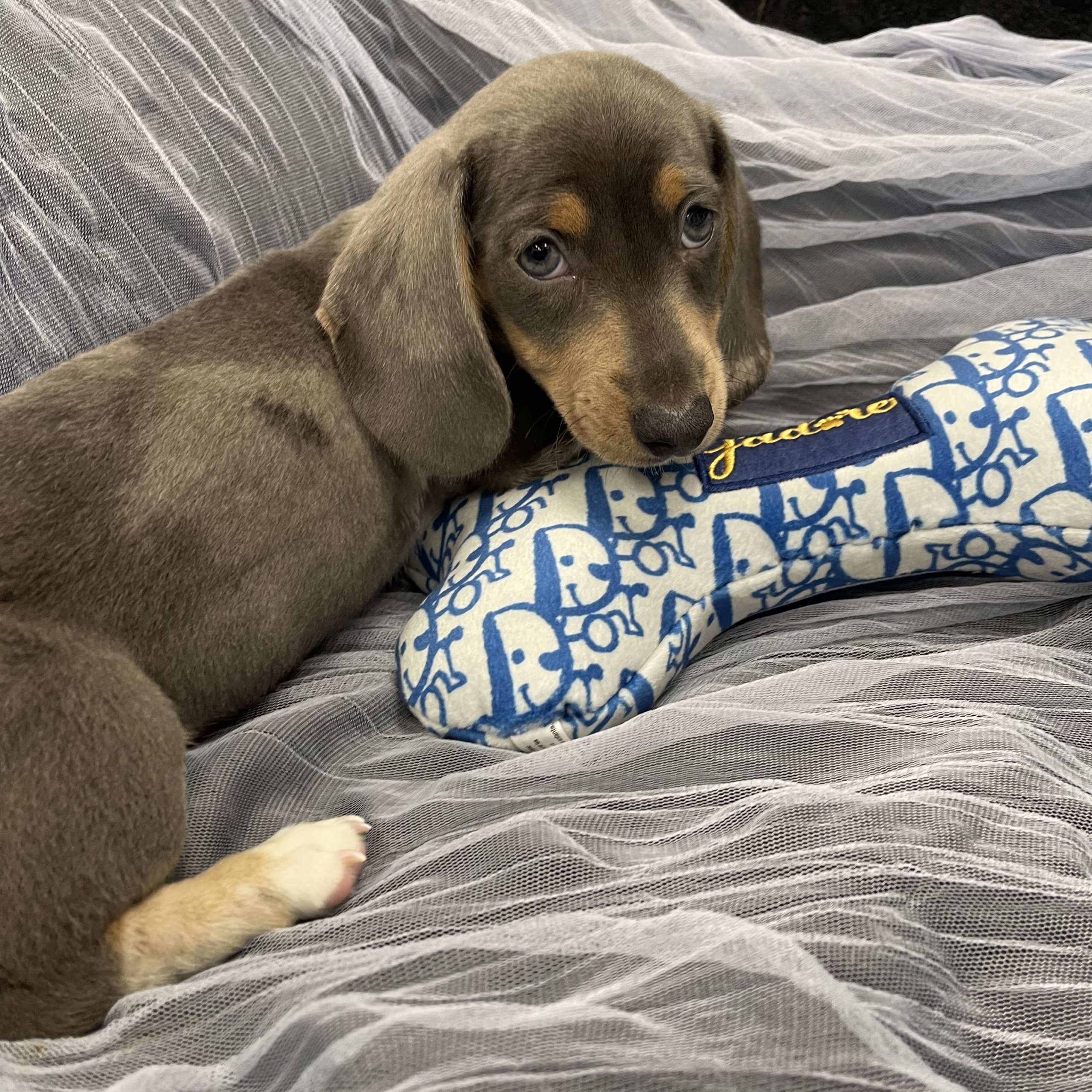 IMG_1890 Noodle (Mini Dachshund) - Image 7