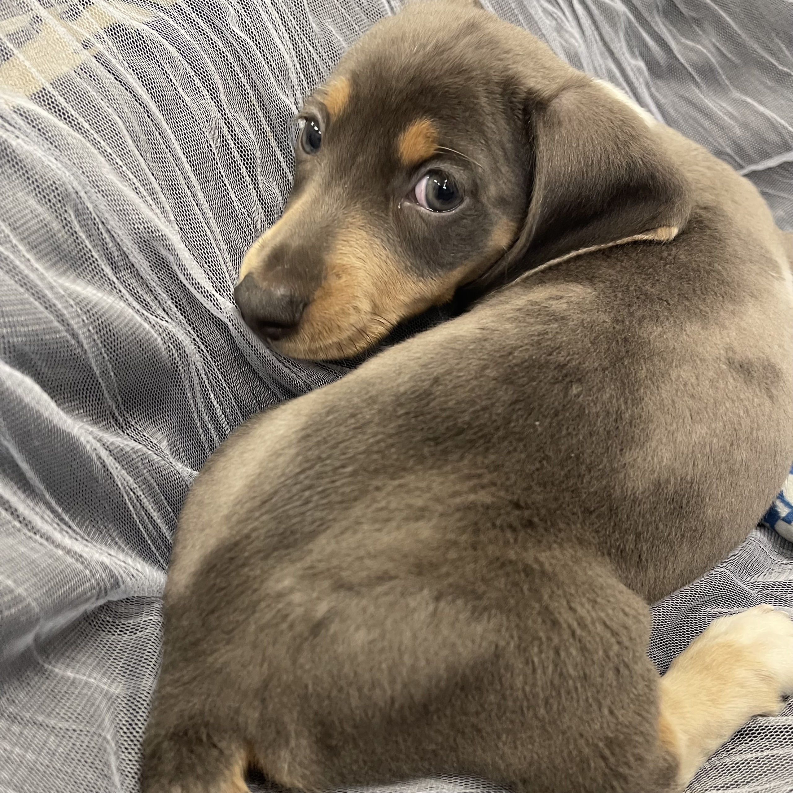 IMG_1896 Noodle (Mini Dachshund) - Image 8