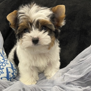 puppies for sale in boca raton