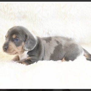 puppies for sale in boca raton