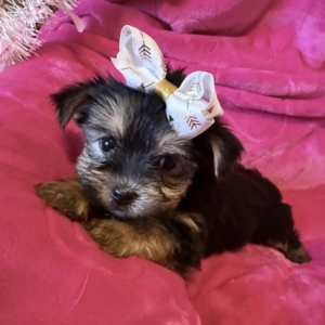 puppies for sale in boca raton
