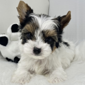 puppies for sale in boca raton