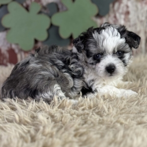 puppies for sale in boca raton