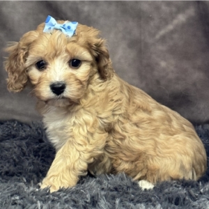 puppies for sale in boca raton