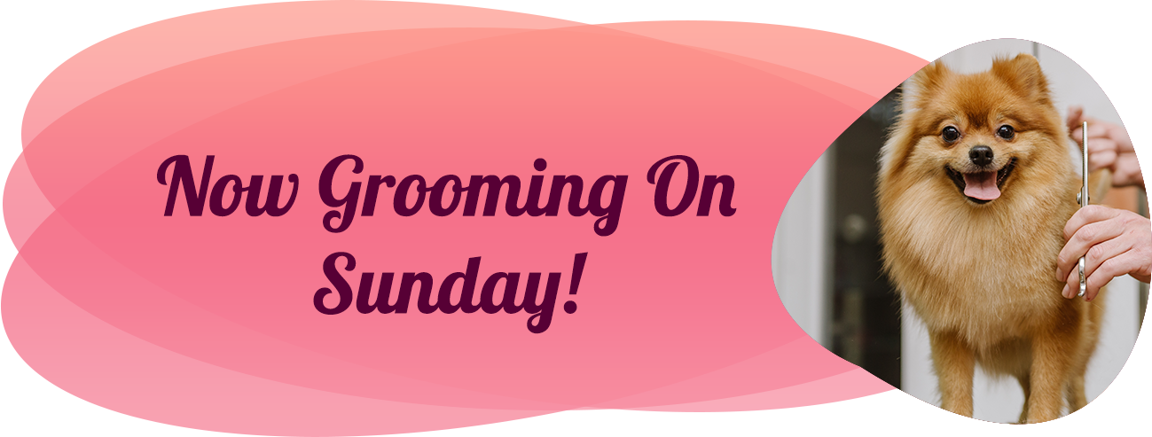 puppies for sale in boca raton