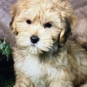 puppies for sale in boca raton