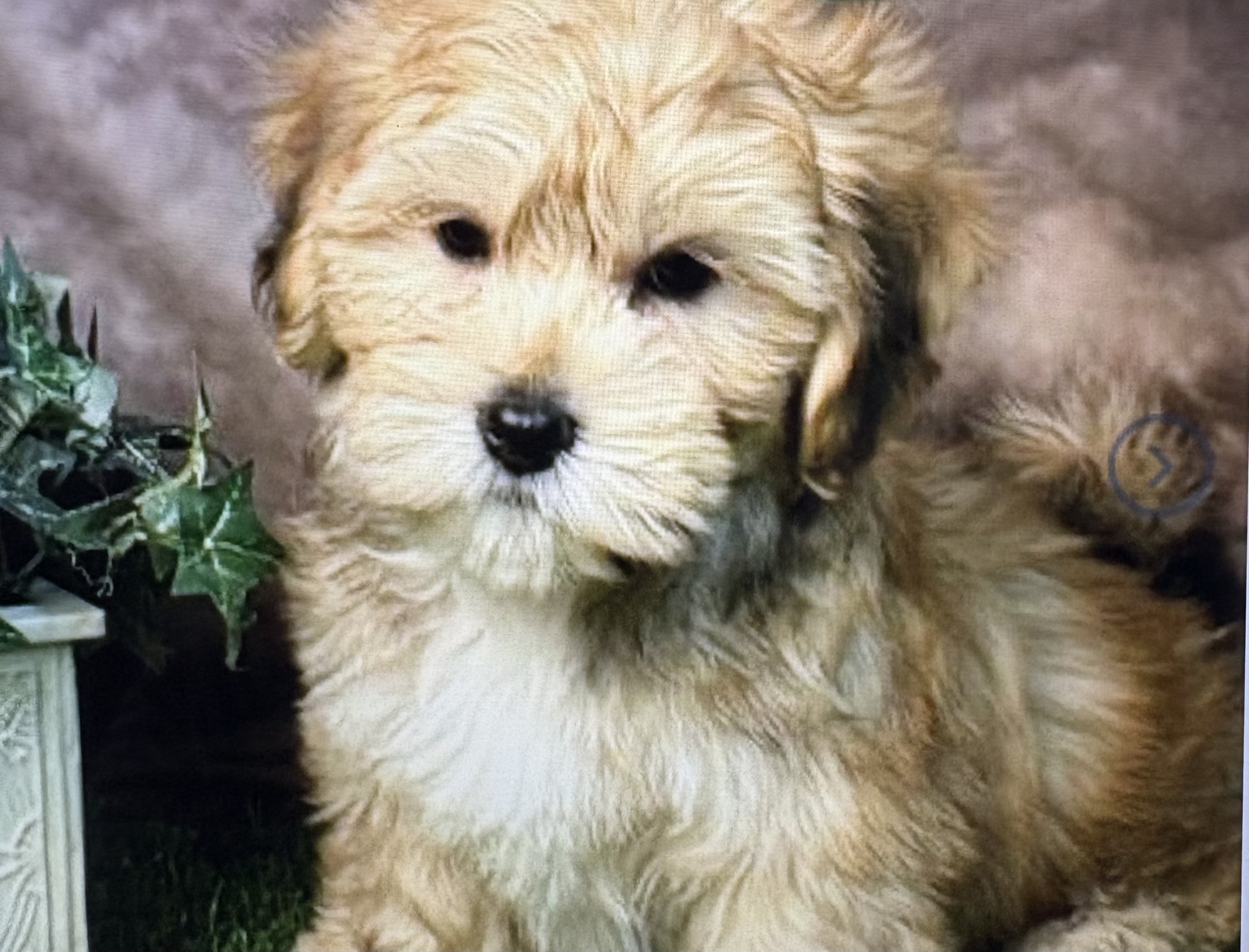 IMG_1048 Brinkley (Havapoo) Still With Mommy