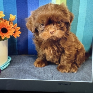 puppies for sale in boca raton