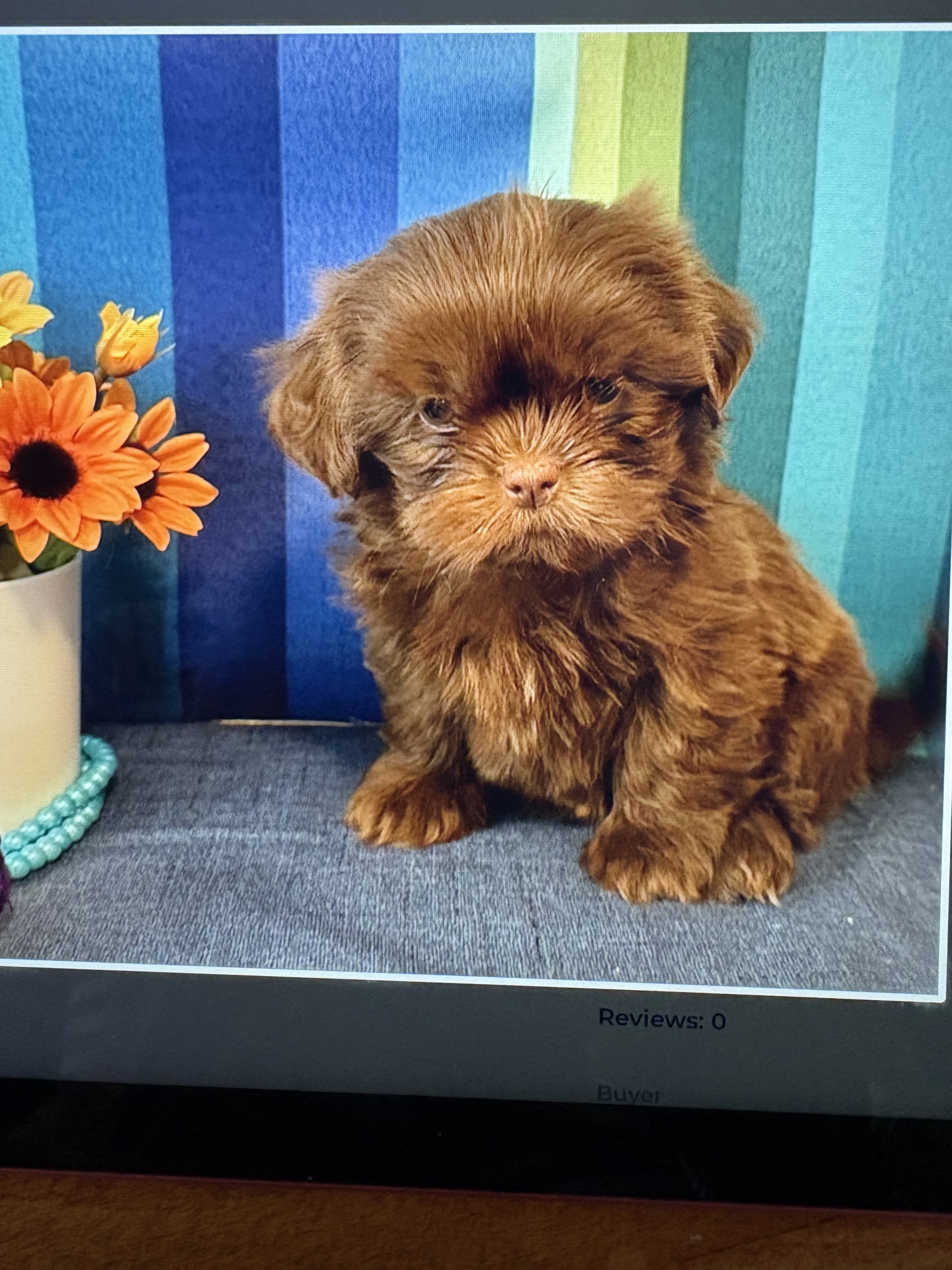 IMG_1049 Godiva (Shih-Tzu) Still With Mommy