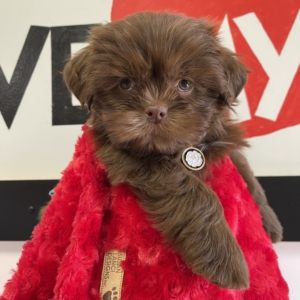 puppies for sale in boca raton