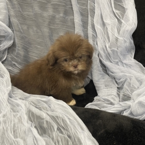 Sherlock (Shih-Tzu)
