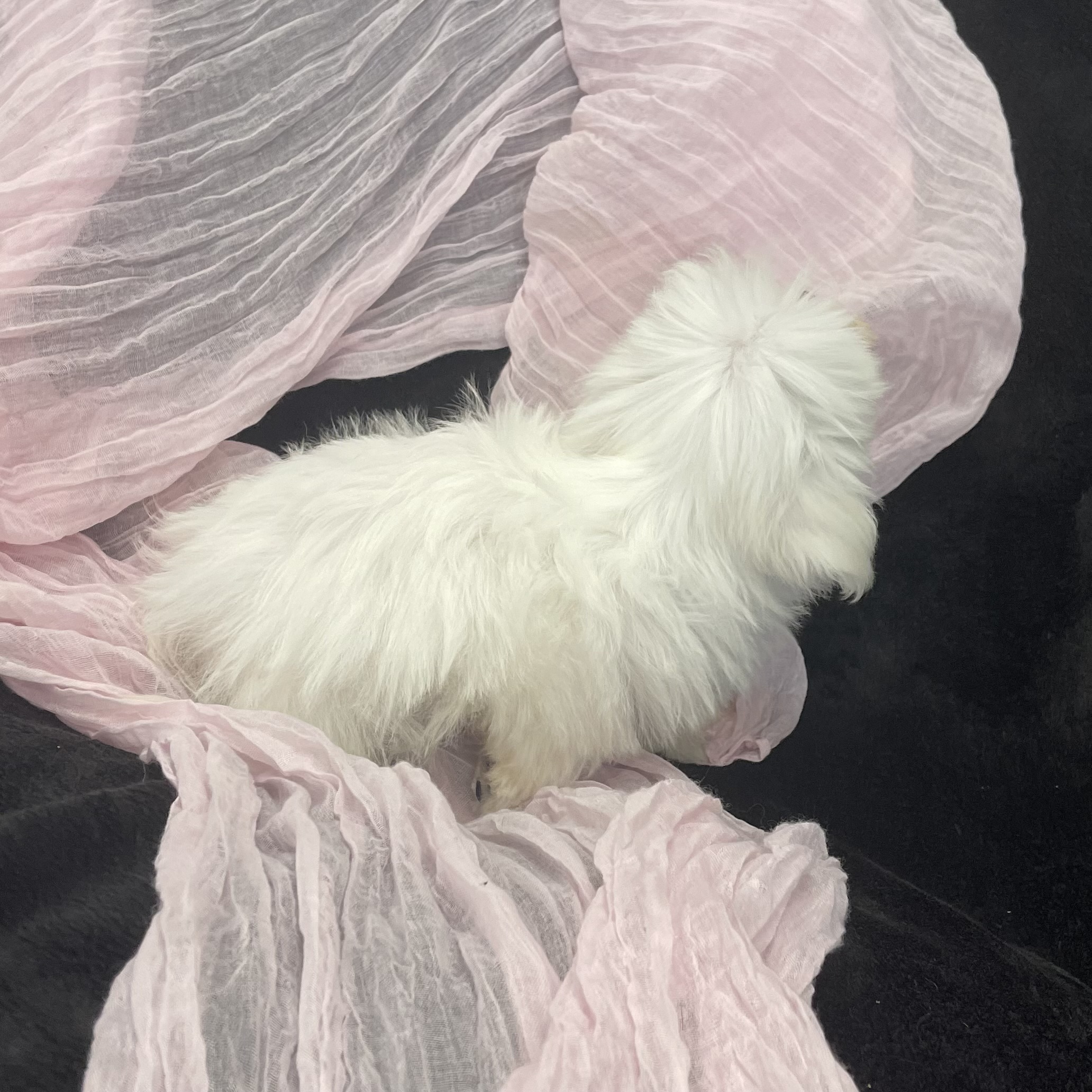 IMG_2293 Sailor (Maltese) - Image 3