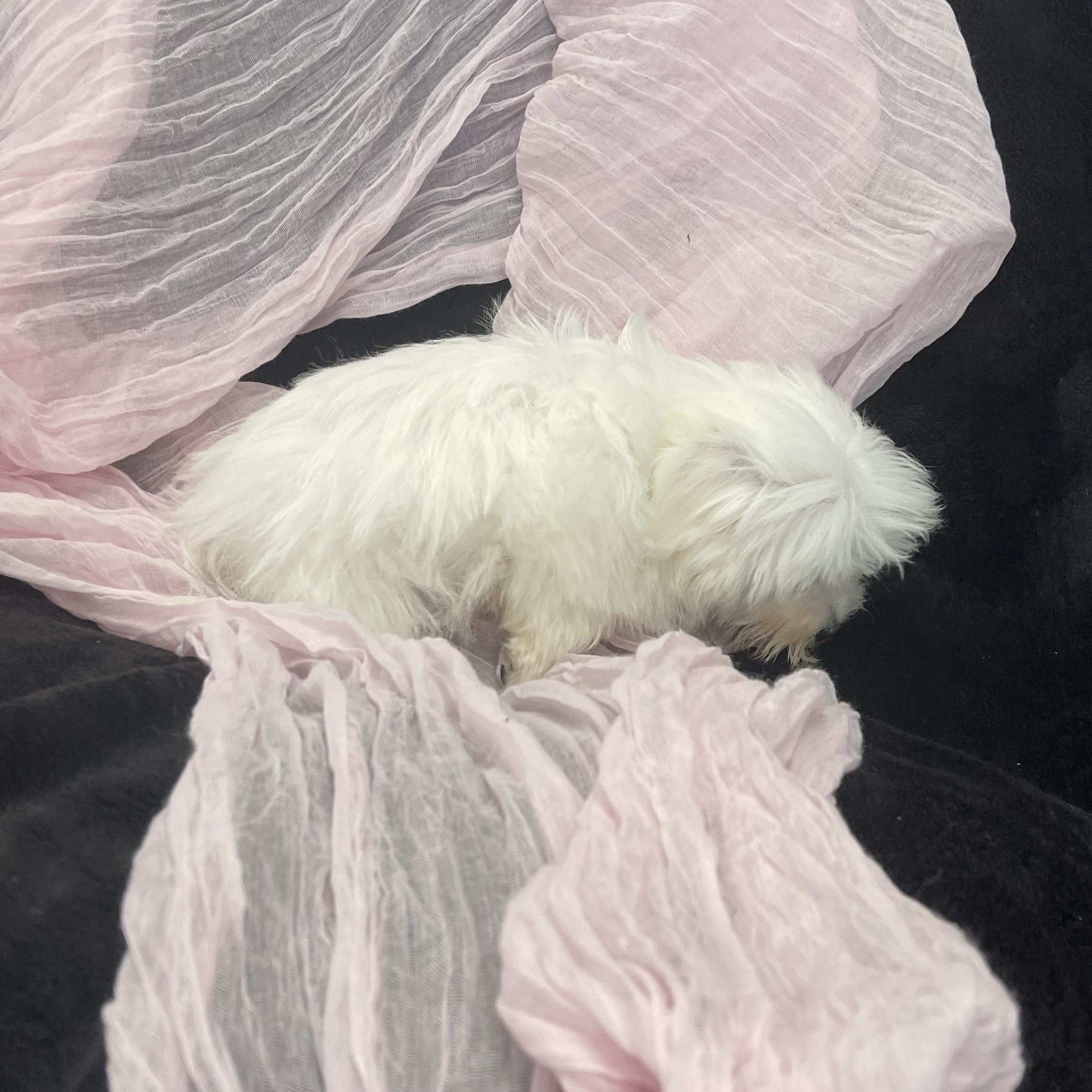 IMG_2294 Sailor (Maltese) - Image 4