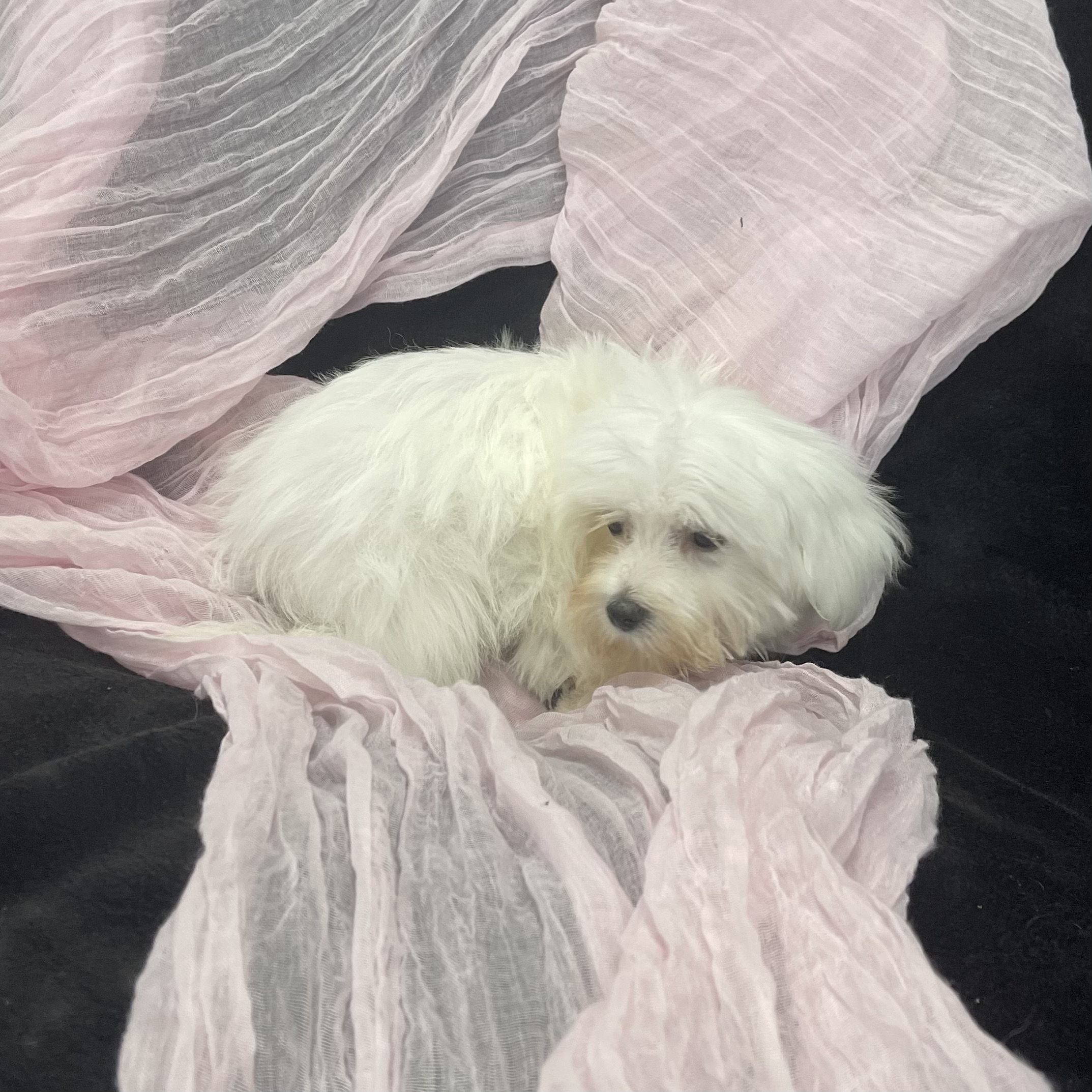 IMG_2295 Sailor (Maltese) - Image 5