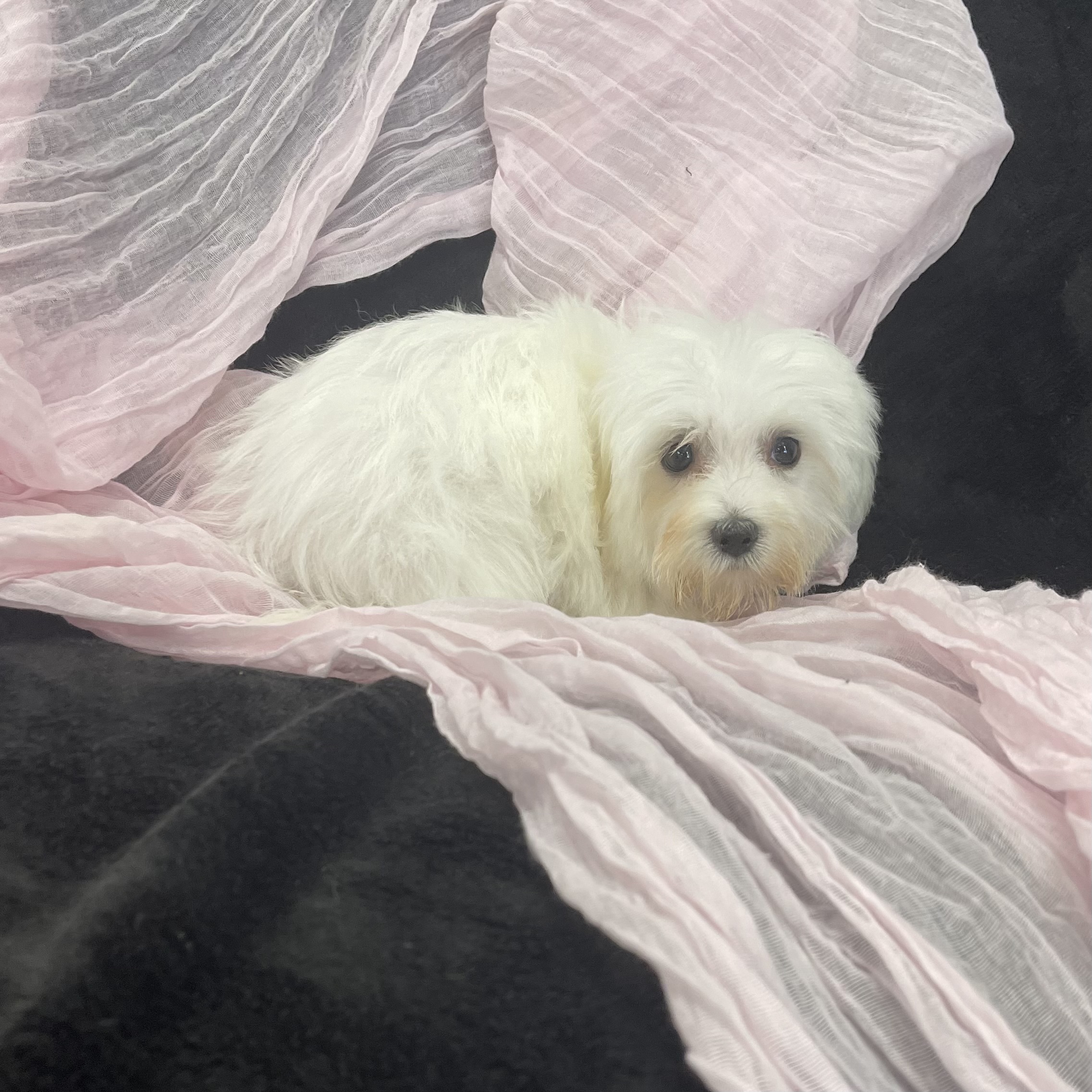 IMG_2296 Sailor (Maltese)