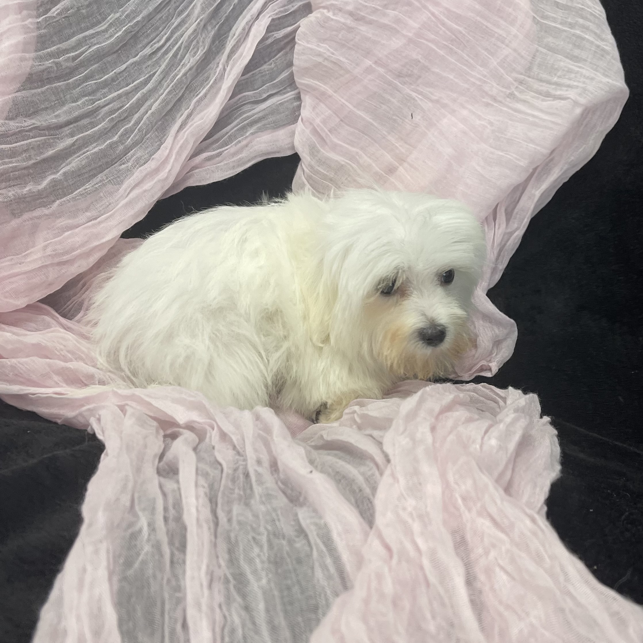 IMG_2297 Sailor (Maltese) - Image 6