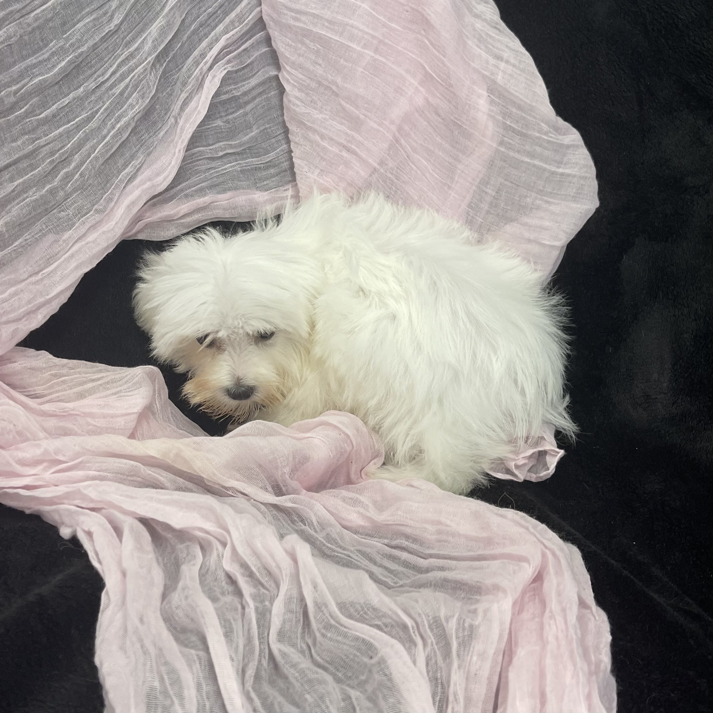 IMG_2300 Sailor (Maltese) - Image 2