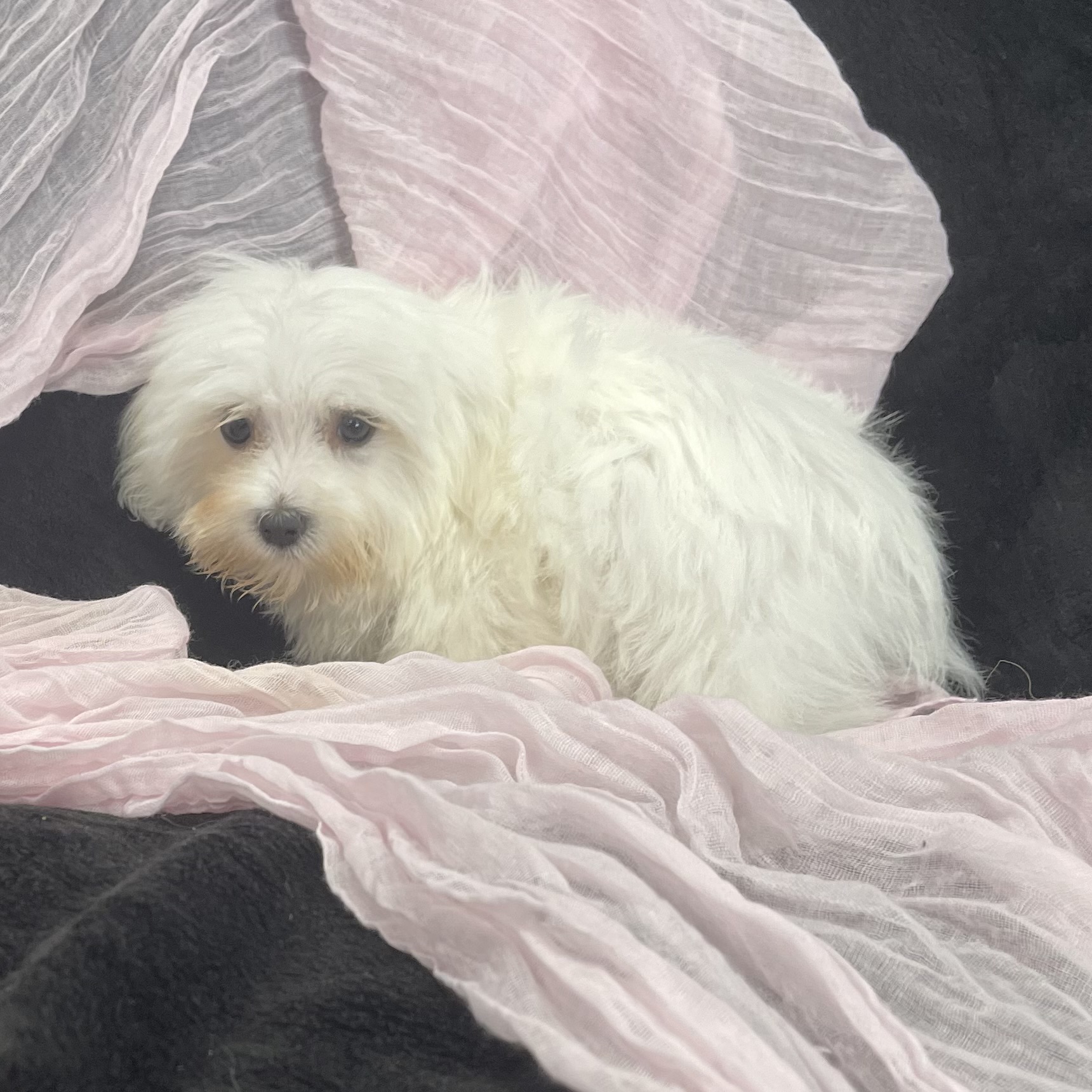 IMG_2303 Sailor (Maltese) - Image 7