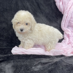 puppies for sale in boca raton
