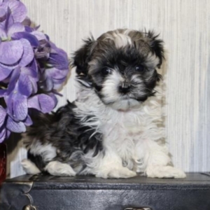 puppies for sale in boca raton