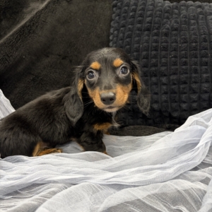 Dexter (Dachshund)