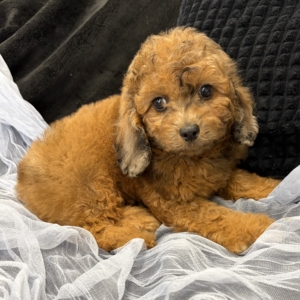 puppies for sale in boca raton