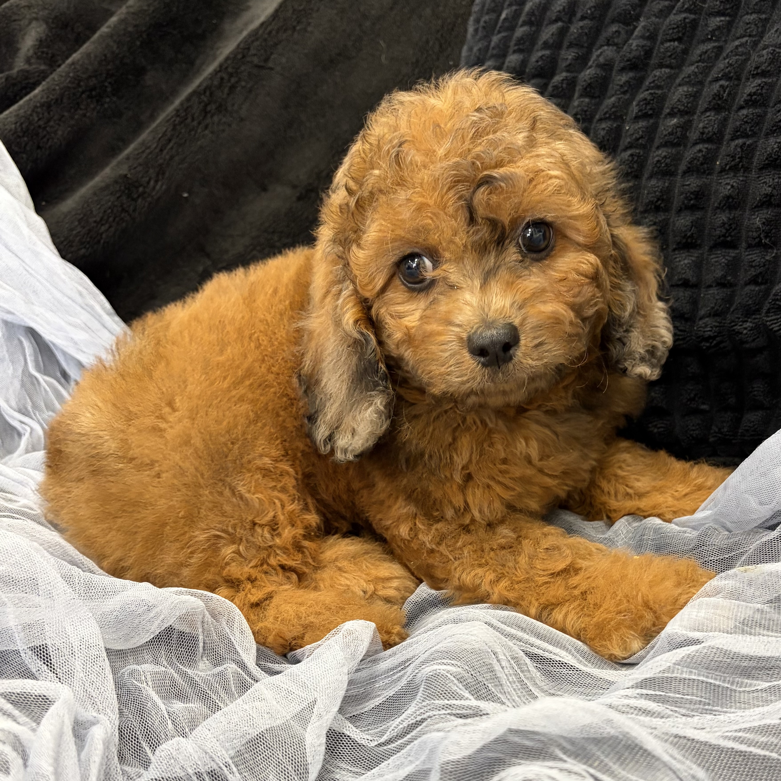 IMG_4577 Simon (Cavapoo)